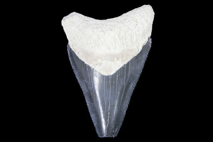 Serrated, Bone Valley Megalodon Tooth - Florida #99867